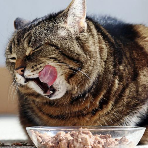 How to Handle a Food Obsessed Cat